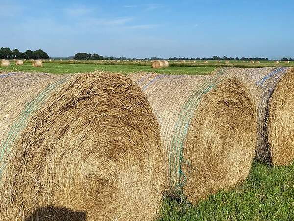 Heuballen - Bild 2