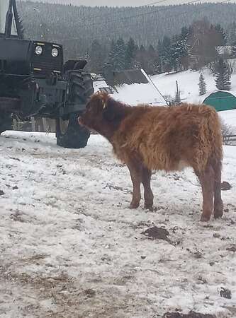 Verkaufe Highland Cattle Dame - Bild 1