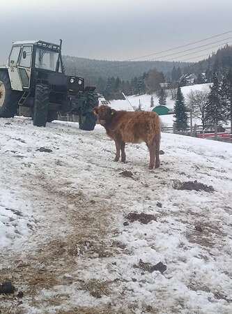 Verkaufe Highland Cattle Dame - Bild 2