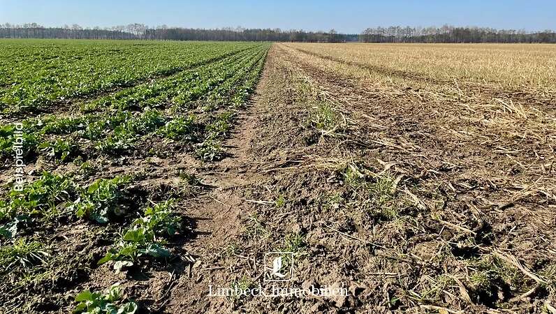 Ackerfläche gesucht - ca. 3-5 ha - Raum Esterwegen / Neubörger - Bild 1