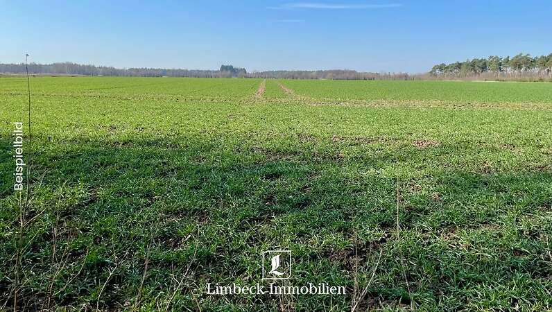 Acker zum Kauf mit Rückpacht in Haren gesucht - Bild 1