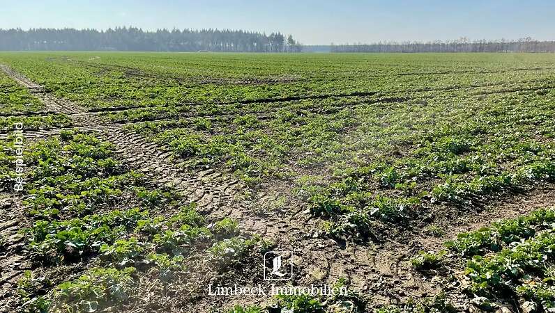 Acker zum Kauf mit Rückpacht in Papenburg gesucht - Bild 1