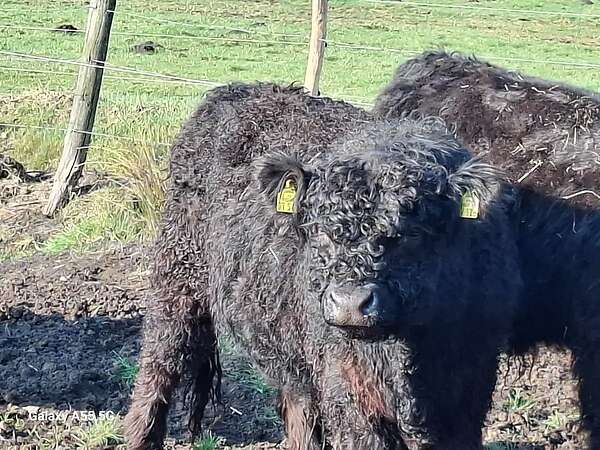 Galloways - Bild 1
