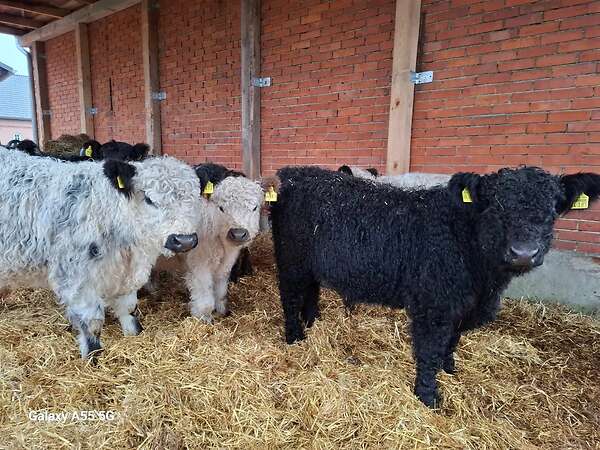 Galloways - Bild 2