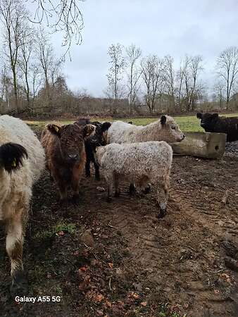 Galloways - Bild 3