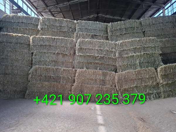 Heu für Pferde inkl. Lieferung - Bild 1