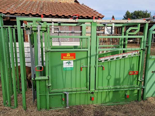 Fangstand Rinder - Bild 1