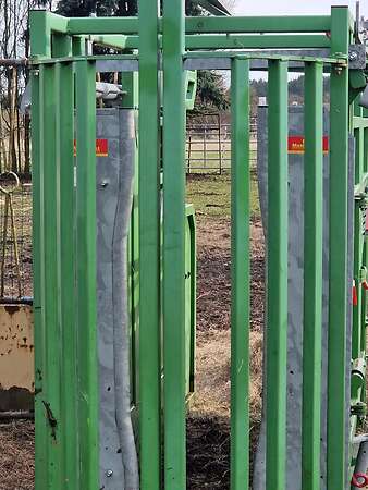 Fangstand Rinder - Bild 2