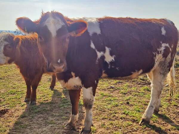 5 Jungrinder abzugeben - Bild 1