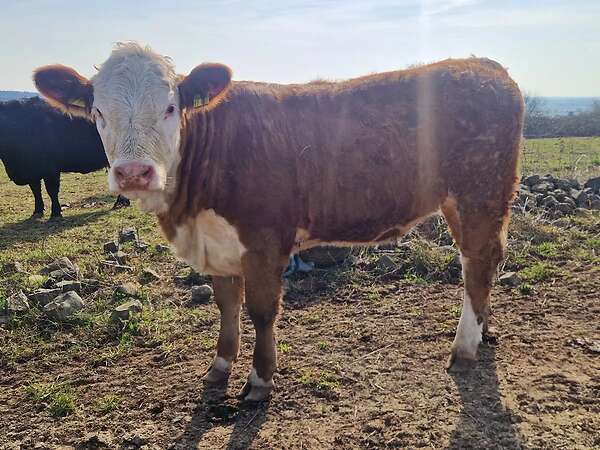 5 Jungrinder abzugeben - Bild 2