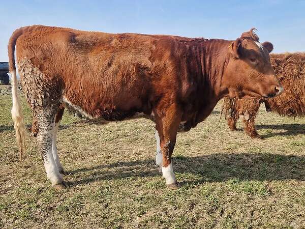 5 Jungrinder abzugeben - Bild 3
