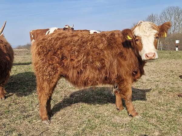 5 Jungrinder abzugeben - Bild 4