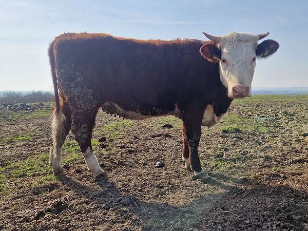 5 Jungrinder abzugeben - Bild 5