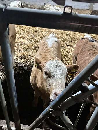 Kleine Kuh mit Kalb und tragend - Bild 1