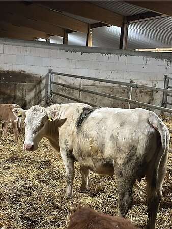 Kleine Kuh mit Kalb und tragend - Bild 2