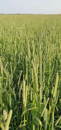 Pferdeheu Top Qualität | Timothy, Marine & Crau Heu | Lieferung - Bild 1