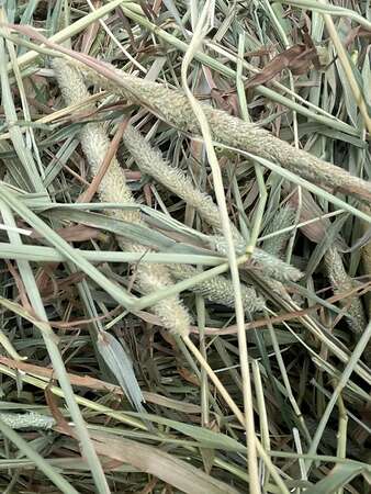 Pferdeheu Top Qualität | Timothy, Marine & Crau Heu | Lieferung - Bild 2