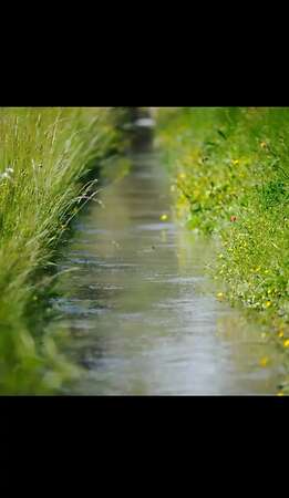 Pferdeheu Top Qualität | Timothy, Marine & Crau Heu | Lieferung - Bild 3