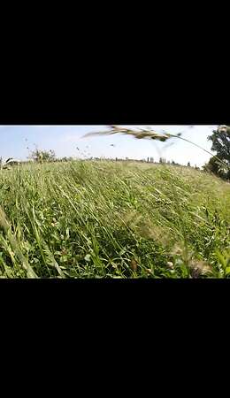 Pferdeheu Top Qualität | Timothy, Marine & Crau Heu | Lieferung - Bild 4