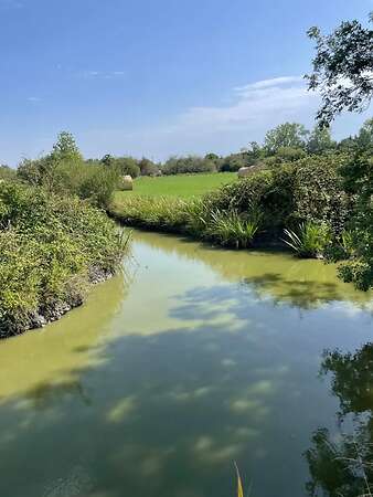 Pferdeheu Top Qualität | Timothy, Marine & Crau Heu | Lieferung - Bild 6