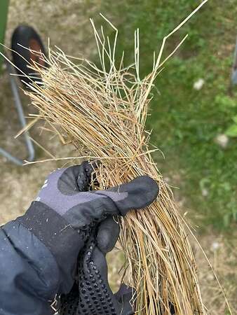 Pferdeheu Top Qualität | Timothy, Marine & Crau Heu | Lieferung - Bild 7