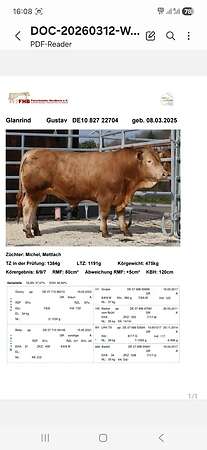 Jungbullen Zucht gekört Herdbuch - Bild 1