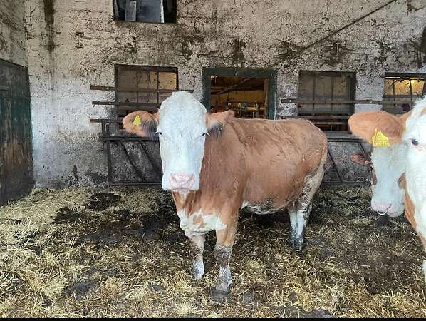 Fleckvieh/Fleckvieh Simmental Mutterkühe - Bild 1