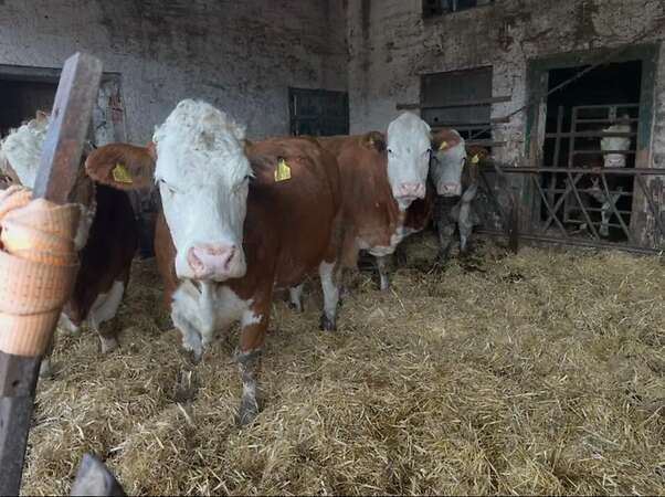 Fleckvieh/Fleckvieh Simmental Mutterkühe - Bild 2