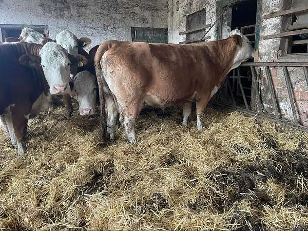 Fleckvieh/Fleckvieh Simmental Mutterkühe - Bild 3