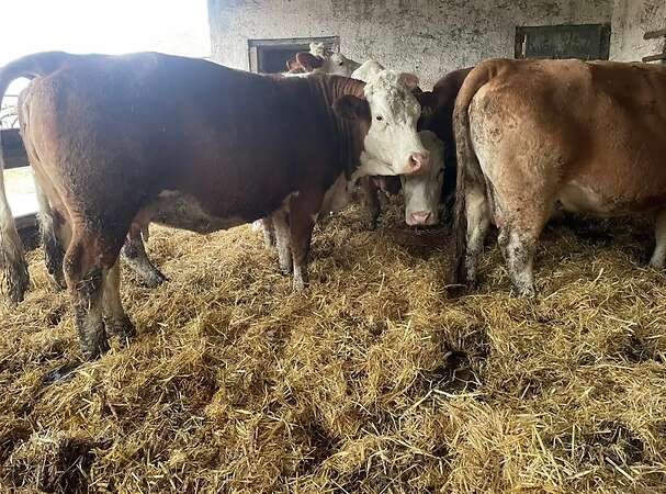 Fleckvieh/Fleckvieh Simmental Mutterkühe - Bild 4