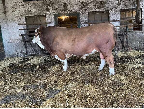 Fleckvieh Simmental Bulle - Bild 3