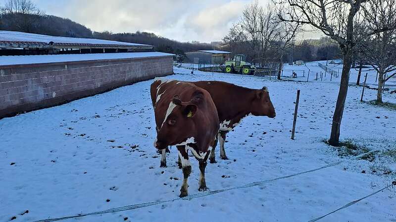 Färse, Kalbin - Bild 3