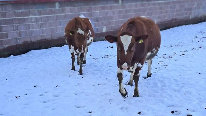 Färse, Kabin - Bild 2