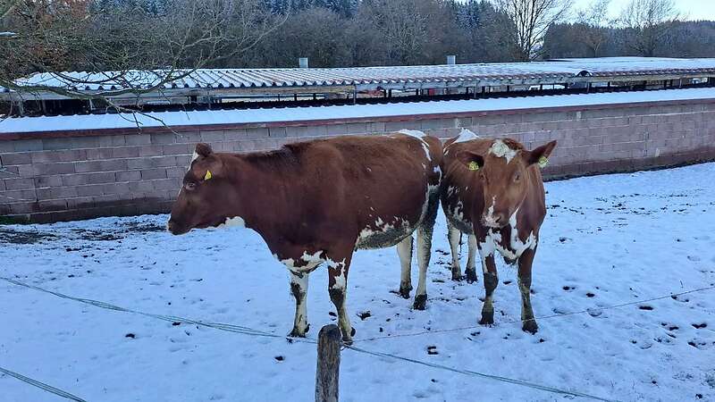 Färse, Kabin - Bild 1