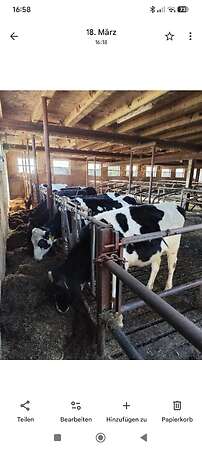 Deckreife Rinder - Bild 1