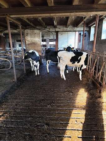 Deckreife Rinder - Bild 3