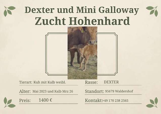 Verkaufe Dexterkuh mit Kalb