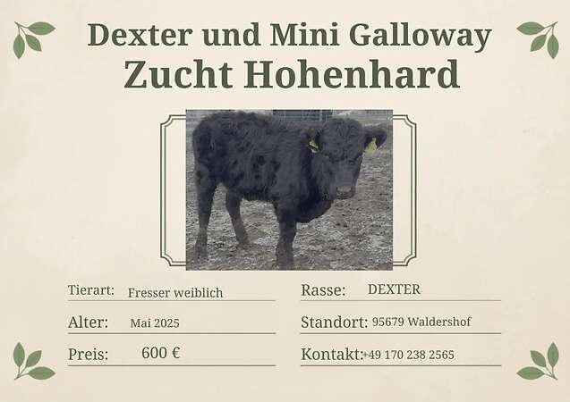Verkaufe Dexter Jungrind - Bild 1