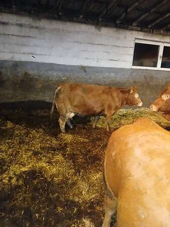 Kuh mit Kalb - Bild 1