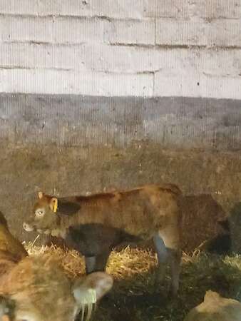 Kuh mit Kalb - Bild 2