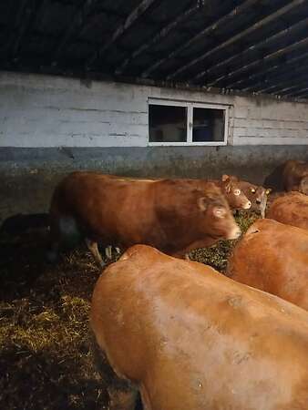 Kuh mit Kalb - Bild 4