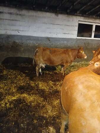 Kuh mit Kalb - Bild 5