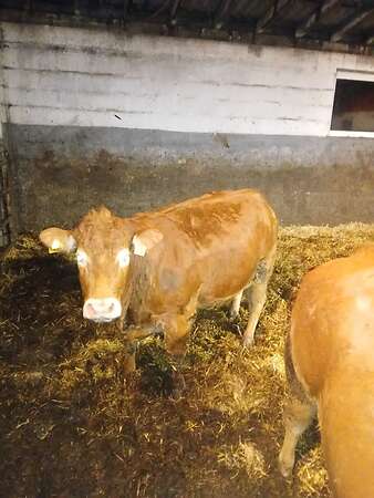 Kuh mit Kalb - Bild 6