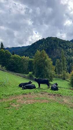 Wasserbüffel - Bild 1