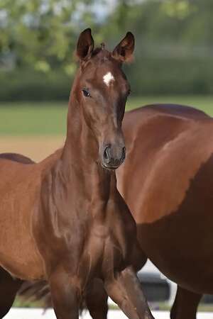 Wir brauchen Heu in Rundballen aus 2025 - Bild 1