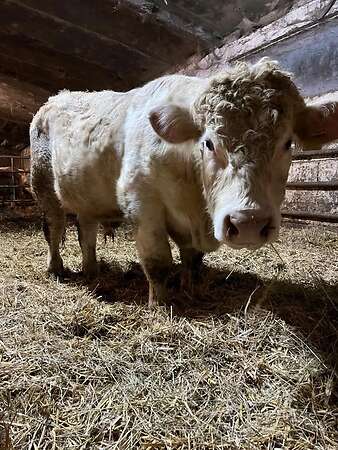 Deckbulle 15 Monate Bio - Bild 1