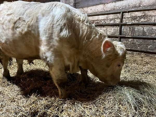 Deckbulle 15 Monate Bio - Bild 2