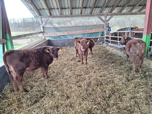 Verkaufe vier männliche deutsche Angus Absetzer - Bild 1