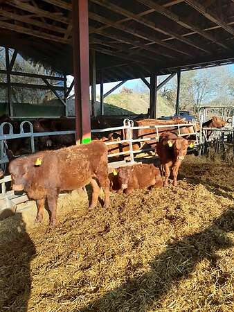 Verkaufe vier männliche deutsche Angus Absetzer - Bild 2