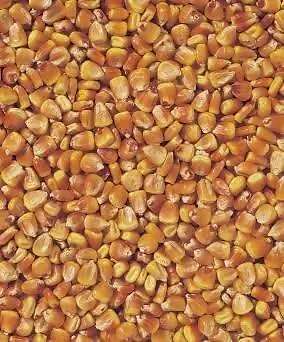 Körnermais getrocknet - Bild 1